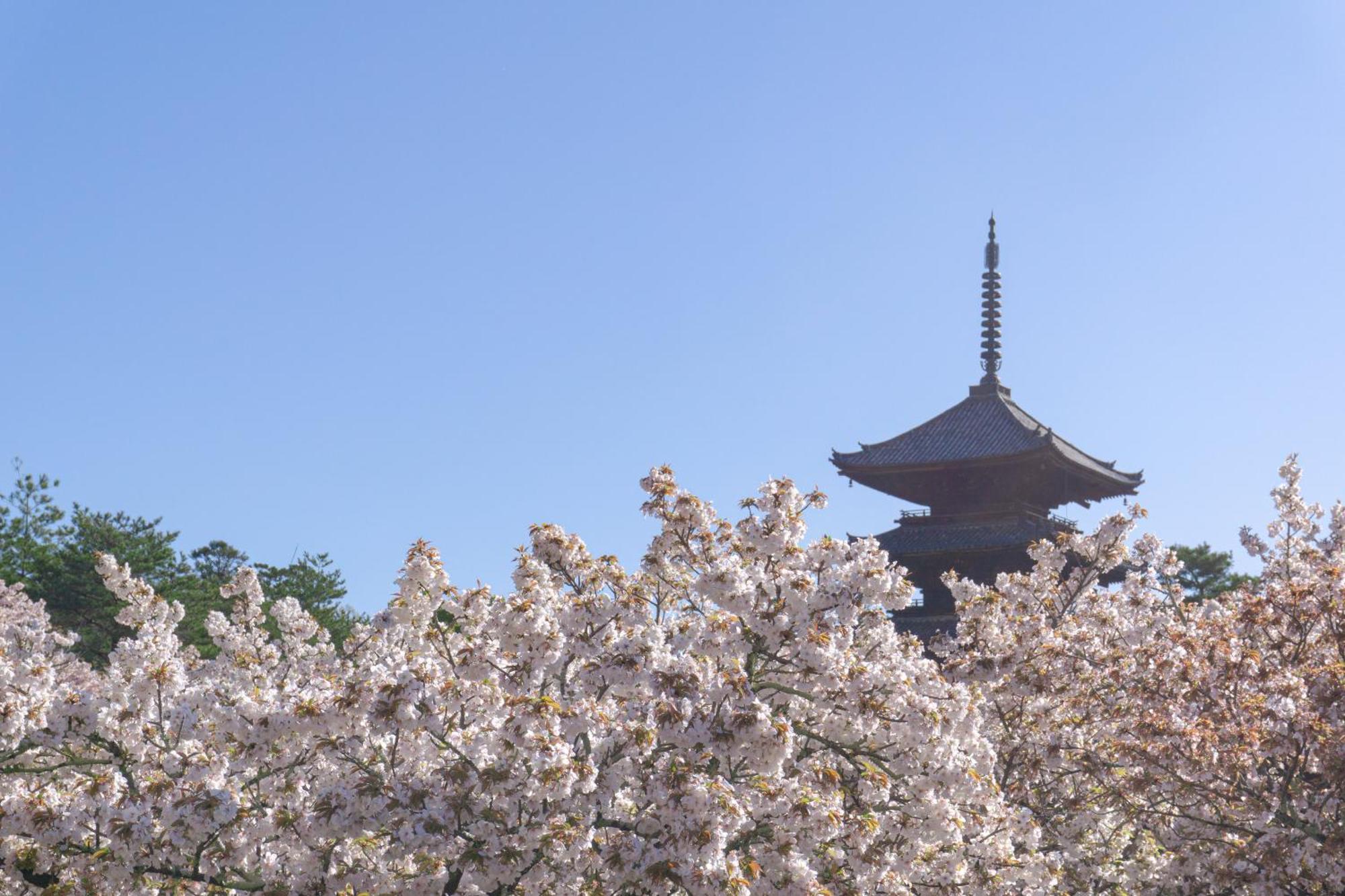 Tokyu Stay Kyoto Sakaiza Shijo Kawaramachi Dış mekan fotoğraf